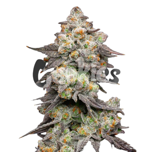 Acai-Grapes-Acai-Gelato-x-Sunset-Sherbet-tall-post-scaled