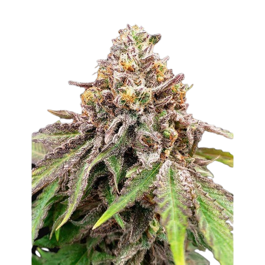 Blue-Haze-Gelato