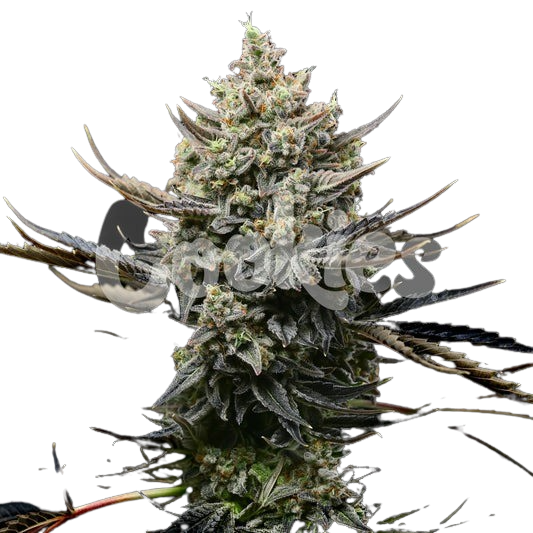 Corn-Syrup-feminized-cannabis-seeds-1