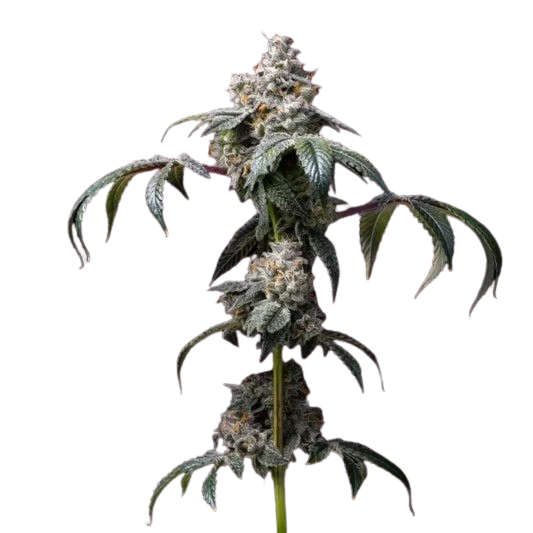 DirtyDiana-600x600