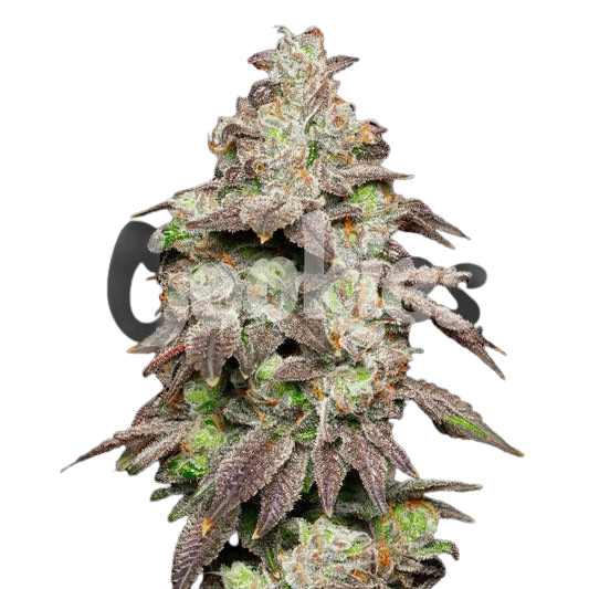 Fried-Banana-feminzied-seeds-1