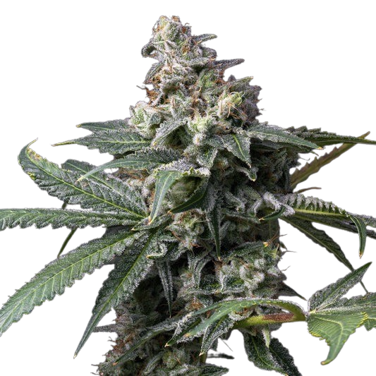 GMO-x-Hollywood-cookies-seeds-web-21