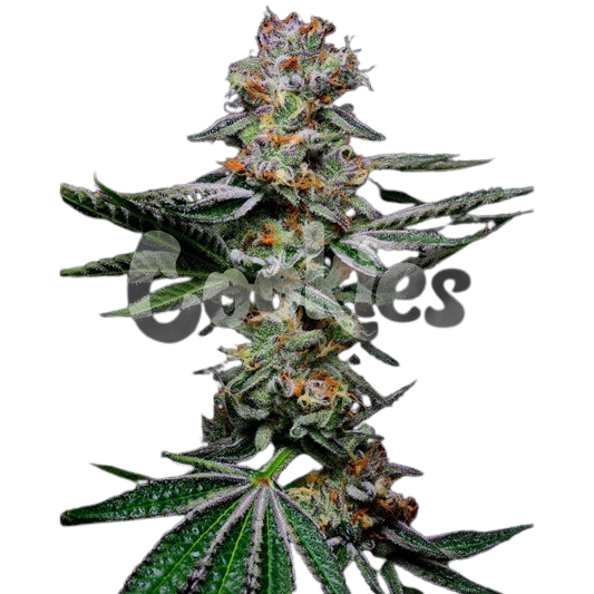 Grapefruitz-Zkittles-x-Sunset-Sherbet-tall-post-scaled