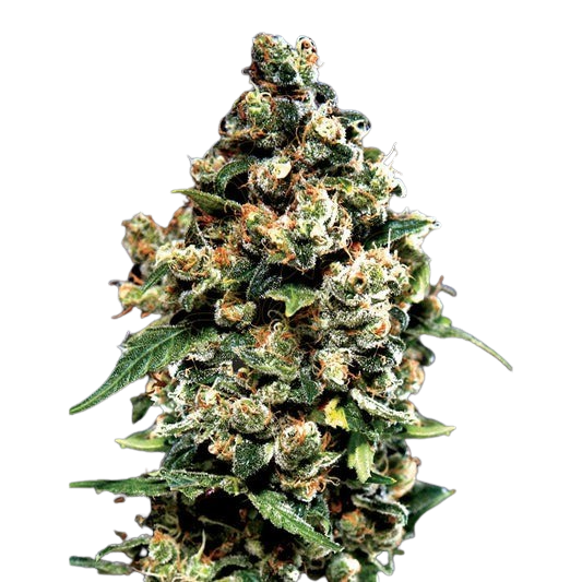 JackHerer