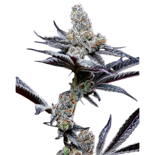 Mind-Fuck-Jellato-x-Sunset-Sherbet