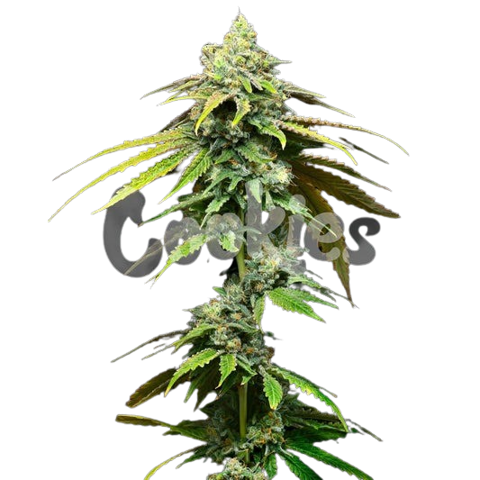 Motor-City-Motorbreath-15-Chem-D-x-SFV-OG-x-Runtz-tall-post-scaled