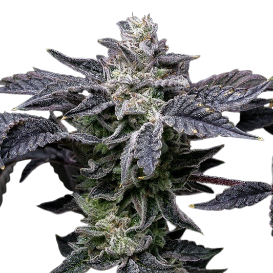 Pink-Runtz-x-Hollywood-cookies-seeds-web-22