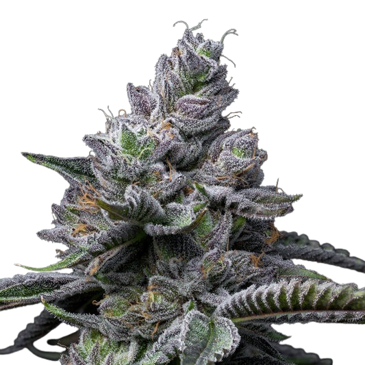 RS11-x-Hollywood-cookies-seeds-web-14