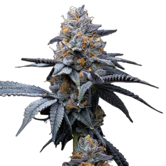 Tropicana Cookies x Hollywood