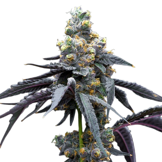 White-Runtz-x-Hollywood-cookies-seeds-web-24