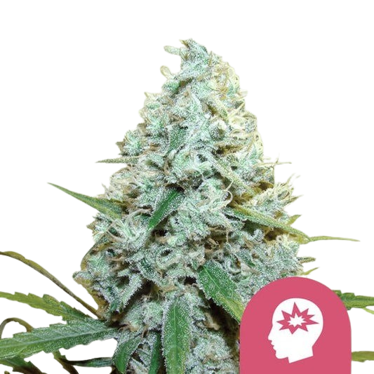 amg-amnesia-mac-ganja