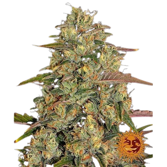 amnesia-lemon_circle_new_12_871528