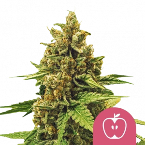 Apple Fritter