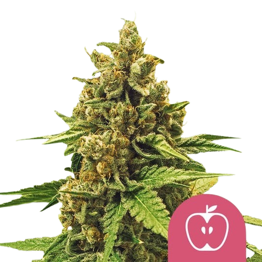 apple-fritter