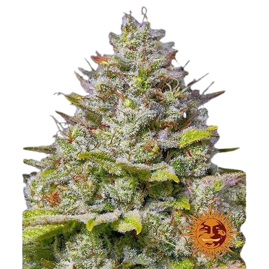 blue-gelato-41_circle_new_12_877483
