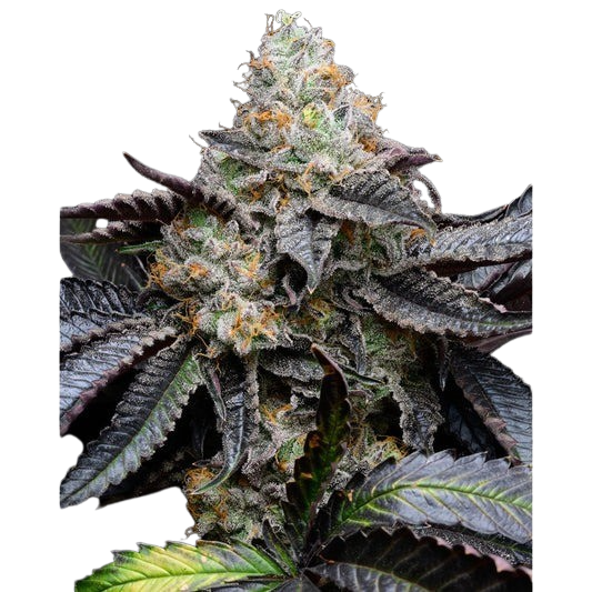 blueberry-bubblegum-London-Pound-Cake-_75-x-Runtz