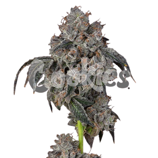 blueberry-cherries-feminized-seeds