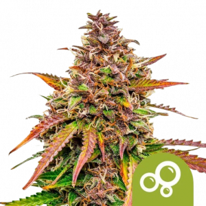 Alienz 1Seed