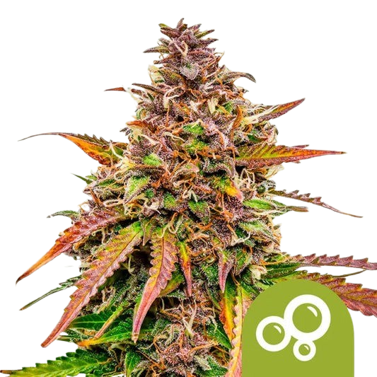 bubble-kush-automatic