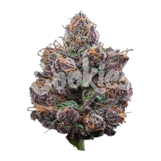 candy-candy-plant-600x600