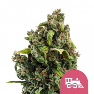 Purple Bud