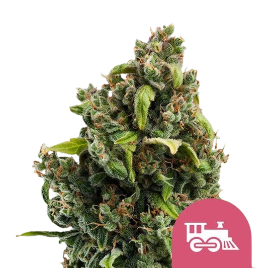 candy-kush-express-fast-flowering
