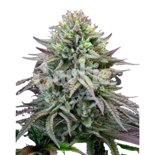 cherry-cooks-Forum-Cut-Cookies-x-Cherry-Pie-x-Purple-Planet-tall-post-1-scaled