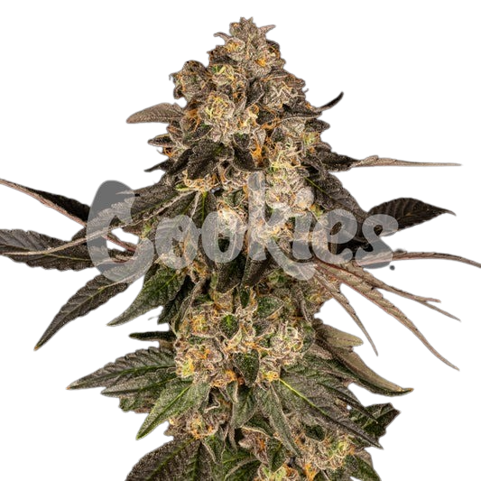 cherry-fritter-feminized-seeds-1