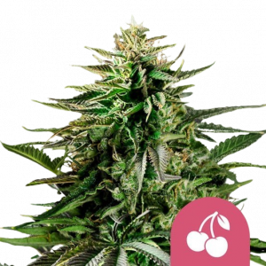 Cherry Pie