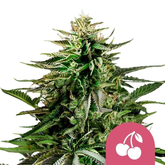 cherry-pie