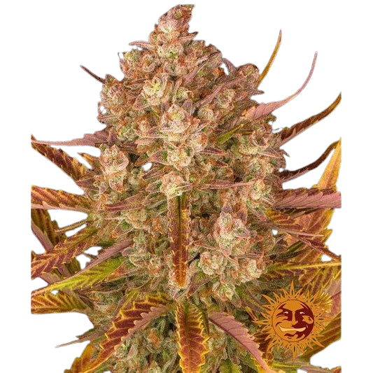 dos-si-dos-auto_circle_new_21_343405