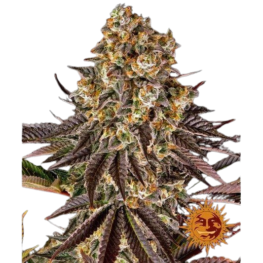 gelato-45_circle_new_21_021625