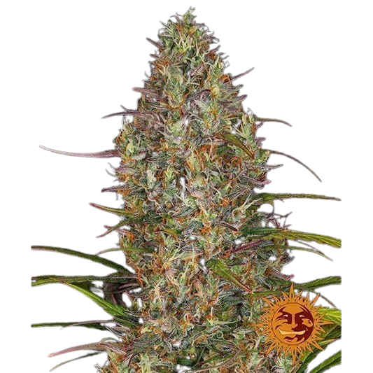 glue-gelato-auto_circle_new_12_869469