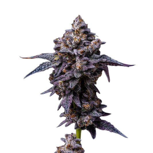 hollywood-strain-hi-res1
