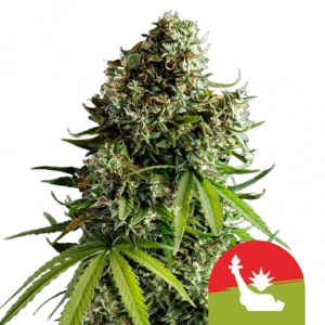 Sensi Skunk Auto