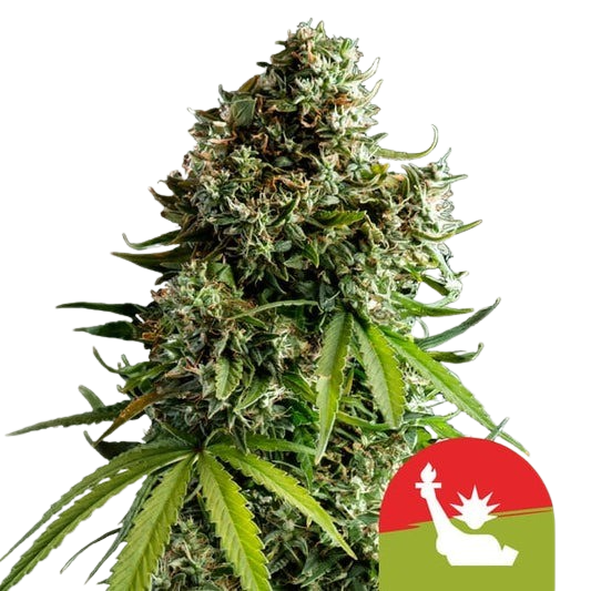 nyc-sour-d-automatic