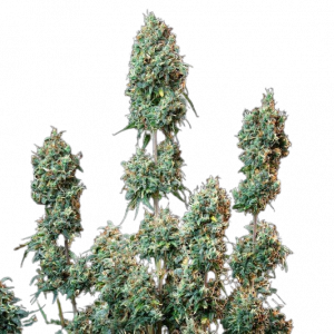 White Widow Auto