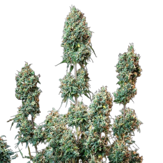 sherbet-queen-automatic