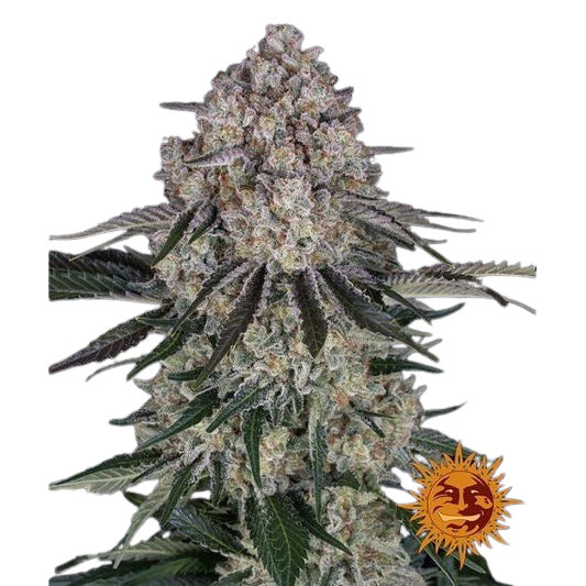 sour-diesel-auto_circle_new_21_421731