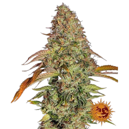 zkittlez-og-auto_circle_new_12_864407